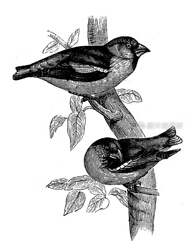 古董动物插图:hawfinch (coccothrustes coccothrustes)